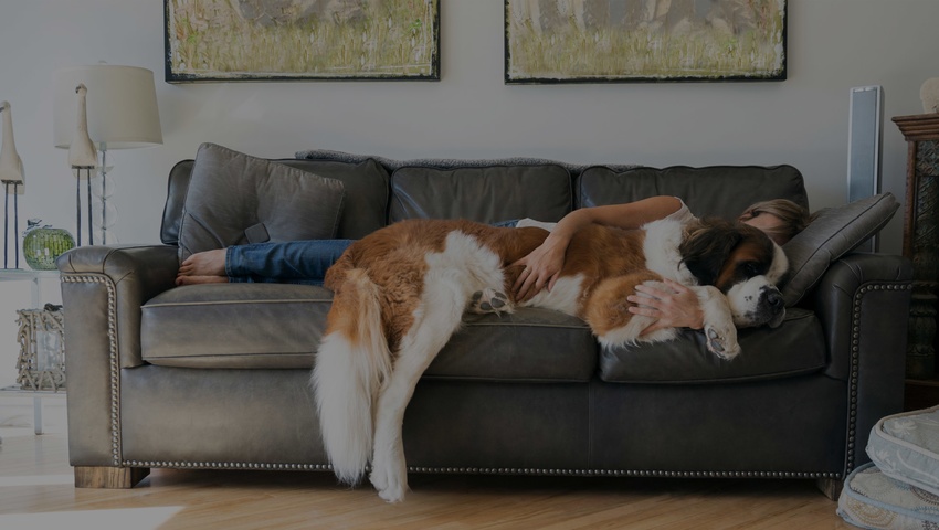 dog-sleep-home_mortgage_header.jpg